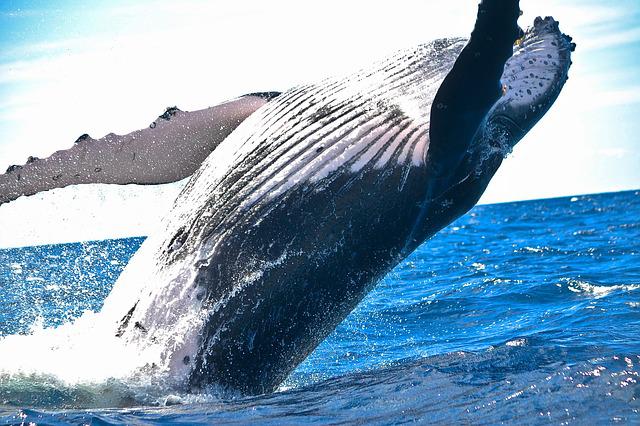 Samoa National Animal Whale