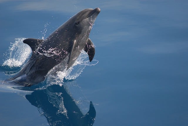 National Animal Greece Dolphin