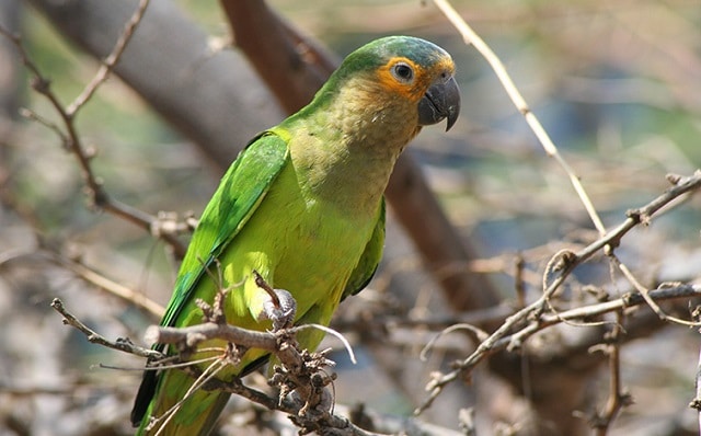 The National Bird of Aruba - Prikichi