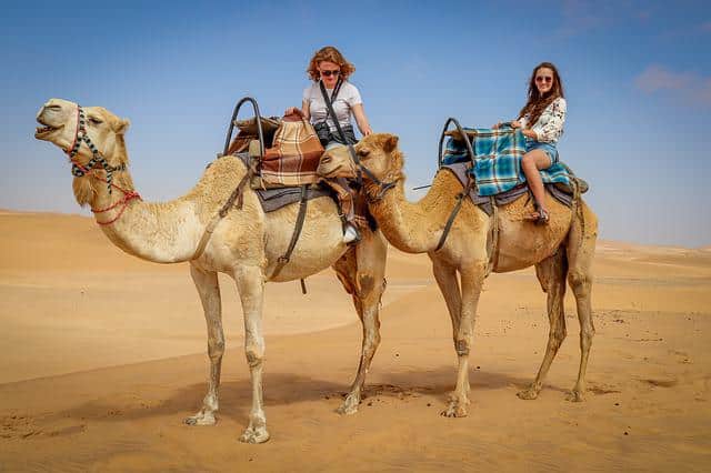 The National Animal of Tunisia - Arabian Camel