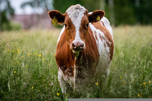 The National Animal of Switzerland - Cow