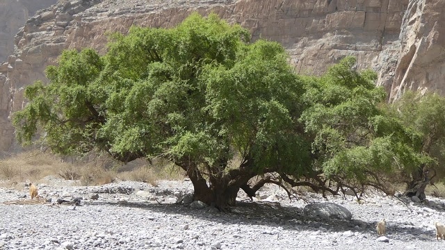 National tree of Qatar