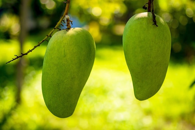 Haiti national fruit mango