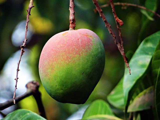 National fruit of Kenya