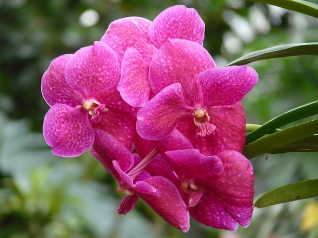State flower of Mizoram