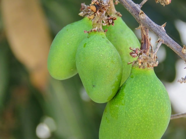National fruit Fiji