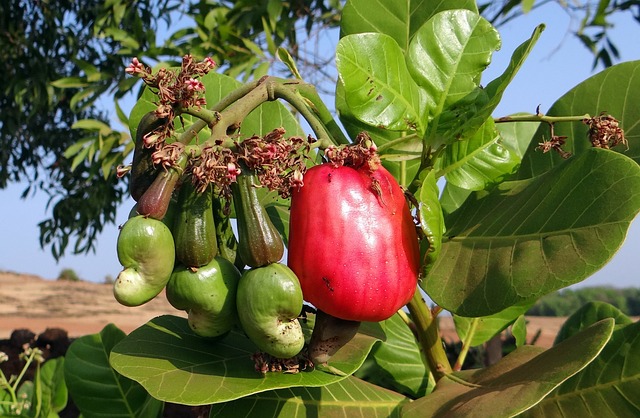 State fruit Goa