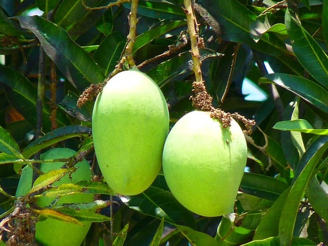 State fruit Maharashtra