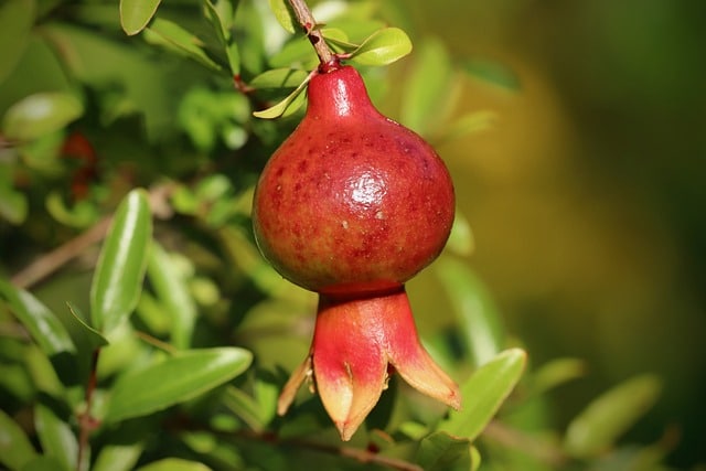 National fruit Azerbaijan