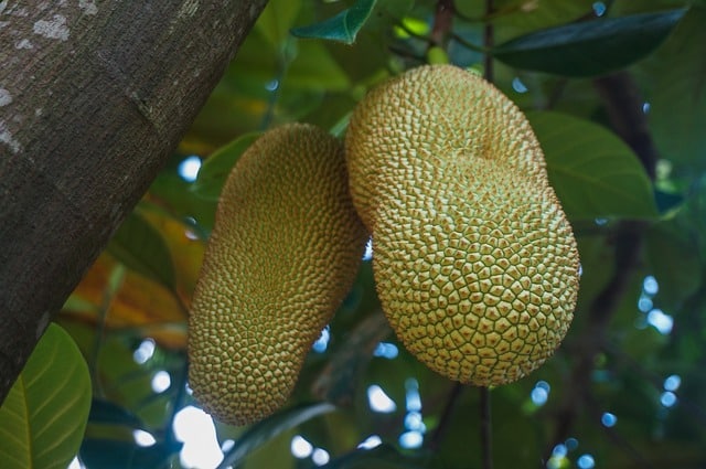 National fruit Bangladesh